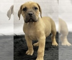 Small Photo #2 Boerboel Puppy For Sale in QUAPAW, OK, USA