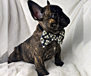 French Bulldog Puppy for sale in LOCUST GROVE, GA, USA