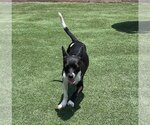Small #1 Chihuahua