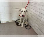 Small Labrador Retriever Mix