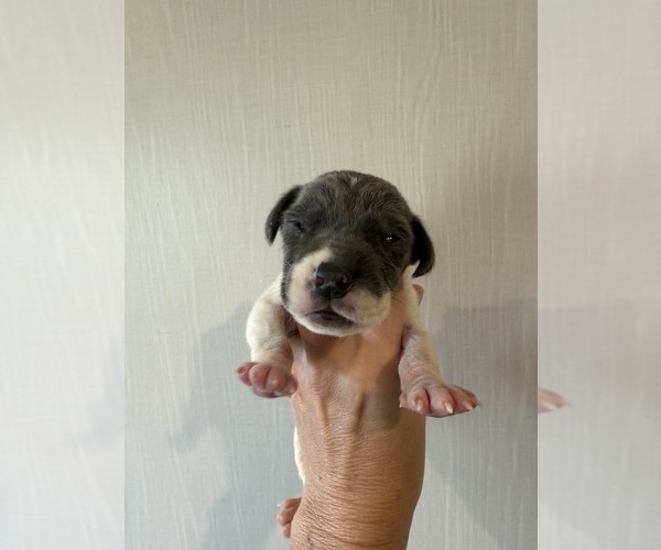Medium Photo #2 Great Dane Puppy For Sale in HALLETTSVILLE, TX, USA
