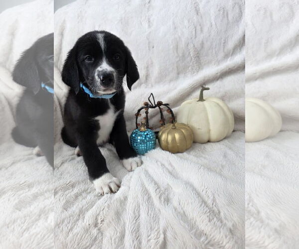 Medium Photo #1 Border-Aussie Puppy For Sale in MIDWAY, UT, USA