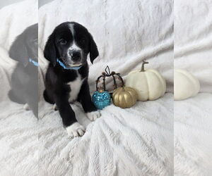 Border-Aussie Dogs for adoption in MIDWAY, UT, USA