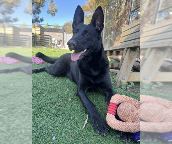 Medium Photo #7 German Shepherd Dog-Unknown Mix Puppy For Sale in Fremont, CA, USA