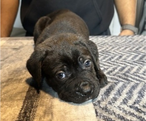 Medium Photo #4 Cane Corso Puppy For Sale in MOUNT MORRIS, MI, USA