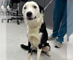 Small #1 Border Collie Mix