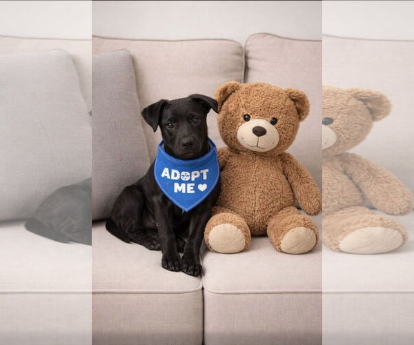 Medium Photo #2 Labrador Retriever-Unknown Mix Puppy For Sale in Euless, TX, USA