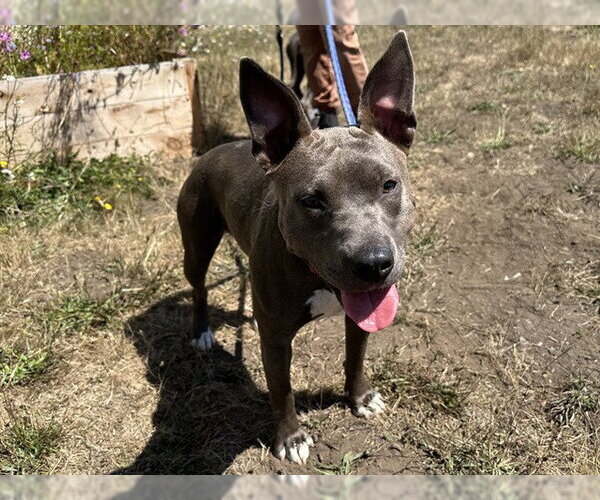 Medium Photo #1 Mutt Puppy For Sale in McKinleyville, CA, USA