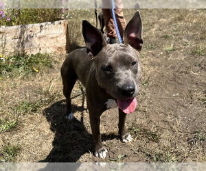 Mutt Dogs for adoption in McKinleyville, CA, USA