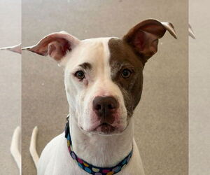 Mutt Dogs for adoption in Jefferson, WI, USA