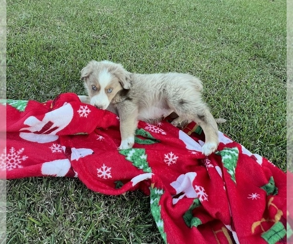 Medium Photo #1 Australian Shepherd Puppy For Sale in MOSELLE, MS, USA