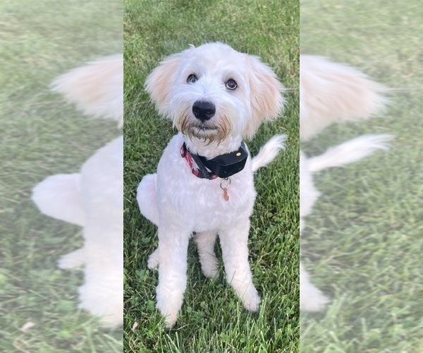 Medium Photo #1 Portuguese Water Dog Puppy For Sale in SWARTZ CREEK, MI, USA