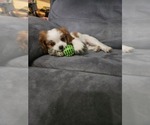 Small Photo #13 Cavalier King Charles Spaniel Puppy For Sale in SAINT PETERSBURG, FL, USA