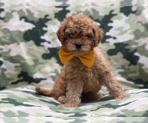 Cavapoo Puppy for sale in LAKELAND, FL, USA