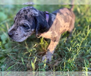 Great Dane-Redbone Coonhound Mix Dogs for adoption in Forest, VA, USA