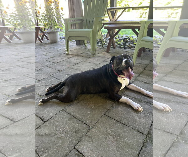 Medium Photo #2 Mutt Puppy For Sale in Doylestown, PA, USA