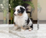 Small Photo #22 Australian Shepherd Puppy For Sale in WESLEY CHAPEL, FL, USA