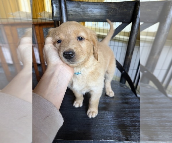 Medium Photo #3 Goldendoodle Puppy For Sale in BOULDER CREEK, CA, USA