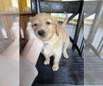 Litter of 5 - Male(s) and Female(s) GoldendoodleLitter of Puppies for Sale - Photo #3