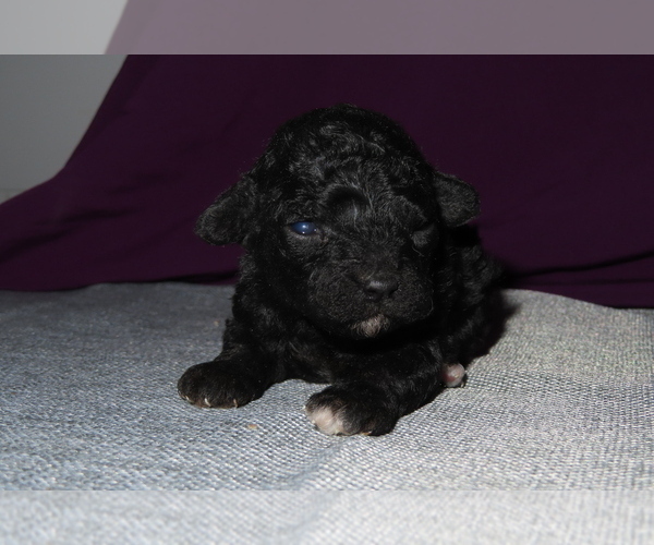 Medium Photo #2 Poodle (Miniature) Puppy For Sale in MEMPHIS, MO, USA