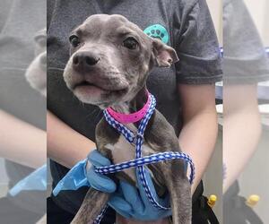 American Pit Bull Terrier-Chihuahua Mix Dogs for adoption in Las Vegas, NV, USA