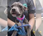 Small American Pit Bull Terrier-Chihuahua Mix