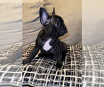 Small Photo #3 French Bulldog Puppy For Sale in BRYAN, TX, USA