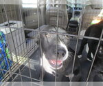 Small Labrador Retriever