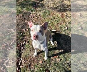 American Pit Bull Terrier-Unknown Mix Dogs for adoption in Lee's Summit, MO, USA