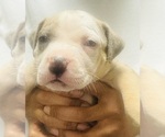 Small #27 American Bully