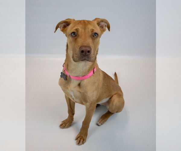 Medium Photo #6 Mutt Puppy For Sale in Kennesaw, GA, USA