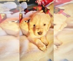 Small Photo #4 Golden Retriever Puppy For Sale in SEBREE, KY, USA