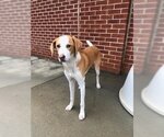 Small Photo #6 English Foxhound-Unknown Mix Puppy For Sale in Raleigh, NC, USA
