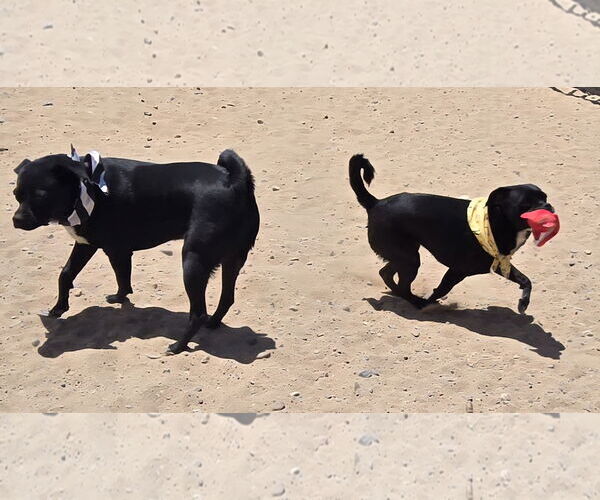 Medium Photo #3 Pug-Unknown Mix Puppy For Sale in Peralta, NM, USA