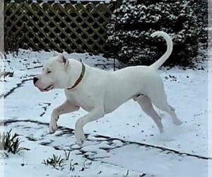 Father of the Dogo Argentino puppies born on 03/26/2022