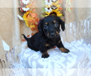 Dachshund Puppy for sale in SHILOH, OH, USA