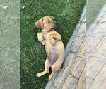 Small #3 Pug Mix