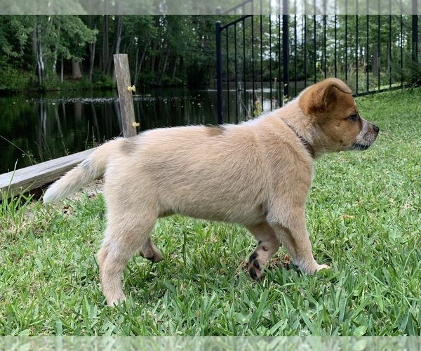 Medium Photo #3 Australian Cattle Dog Puppy For Sale in MYRTLE BEACH, SC, USA