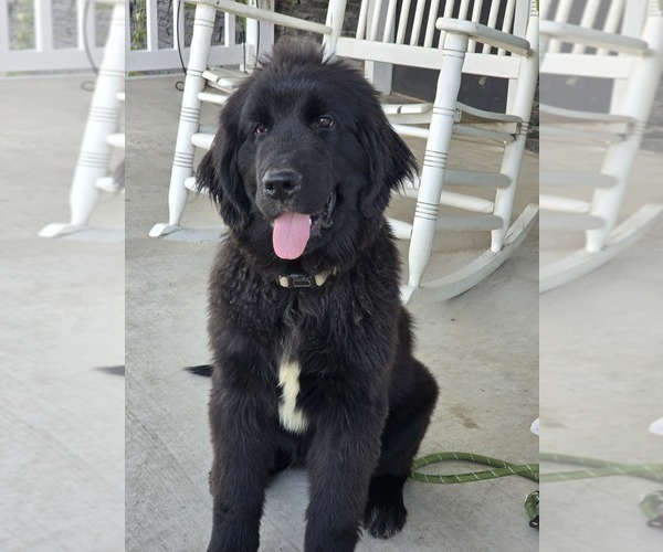 Medium Photo #15 Newfoundland Puppy For Sale in TILTON, IL, USA