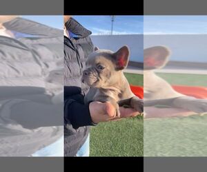 French Bulldog Puppy for sale in ODESSA, TX, USA