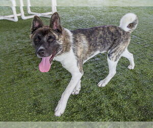 Akita Dogs for adoption in Pasadena, CA, USA