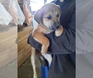 English Shepherd Puppy for sale in WATERTOWN, SD, USA