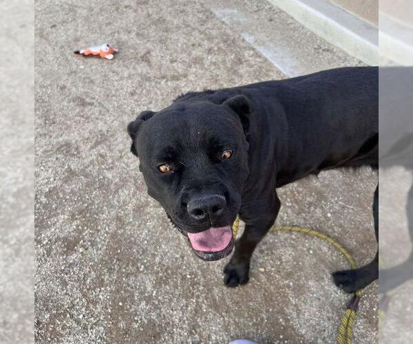 Medium Photo #2 Mastiff-Unknown Mix Puppy For Sale in Las Vegas, NV, USA