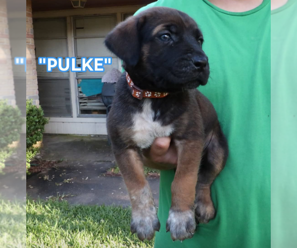 Medium Photo #10 America Bandogge Mastiff Puppy For Sale in DEER PARK, TX, USA