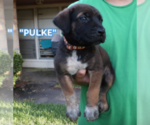 Small #9 America Bandogge Mastiff