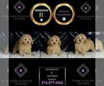 Small Photo #2 Maltipoo Puppy For Sale in WARSAW, IN, USA