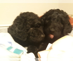 Aussiedoodle Puppy for sale in DARIEN CENTER, NY, USA