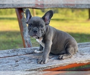 French Bulldog Puppy for sale in METUCHEN, NJ, USA