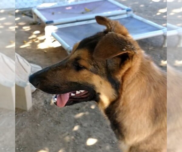 Medium Photo #3 German Shepherd Dog-Unknown Mix Puppy For Sale in Apple Valley, CA, USA