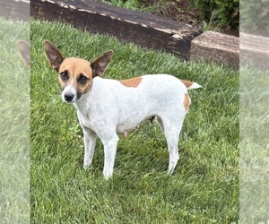 Mother of the Jack-Rat Terrier puppies born on 06/12/2026